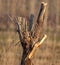 Severed branches on a tree in the park