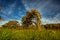 Severely Twisted and Bent Coastal Oak Tree