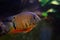 Severum cichlid fish, aggressive dominant male, popular and hardy freshwater fish from Amazon river basin in low light fish aqua