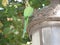 Sevilla/Spain - 29. september 2016: Photo of a little green parrot bird  sitting on a trafic lamp in the street of Sevilla