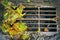 Sewer grate with fallen leaves after autumn rain