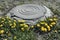 Sewer manhole and dandelions.