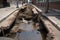 sewer water spilling out of the broken pipes onto the sidewalk