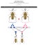 Sex Determination Genetic Mechanisms by Difference in Total Number of Chromosomes Infographic Diagram