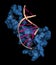 Sex-determining region Y (SRY, TDF, HMG domain) protein, bound to DNA. Protein involved in male sex determination in humans. 3D