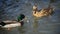 Sexual behavior of ducks The mallard Anas platyrhynchos, Ukraine
