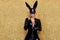Sexy blonde woman posing in Halloween vinyl black costume and black bunny mask on on a glitter gold background. Halloween costume