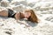 Sexy Summer Girl. Woman lying in sand on beach. Vacation at Paradise. Summetime mood.