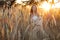 A sexy woman in a field at sunset illuminated by a yellow ray of the sun