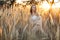 A sexy woman in a field at sunset illuminated by a yellow ray of the sun