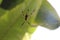 Seychelles banana spider spider animal