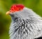 Seychelles blue pigeon Seychelles blue fruit dove