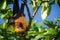 Seychelles fruit bat pointing