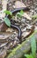 Seychelles Giant Millipede, La Digue