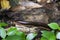 Seychelles Giant Millipede, La Digue