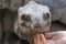 Seychelles giant terrestrial turtle close up portrait