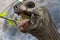 Seychelles giant terrestrial turtle close up portrait