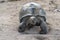 Seychelles giant terrestrial turtle close up portrait