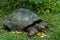 Seychelles giant terrestrial turtle close up portrait