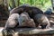 Seychelles giant tortoise.