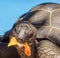 Seychelles giant tortoise