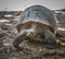 Seychelles giant tortoise