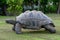 Seychelles giant tortoises