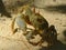 Seychelles, land crab on the beach