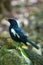 Seychelles magpie-robin Copsychus sechellarum