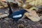 Seychelles magpie-robin Copsychus sechellarum