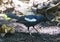 A Seychelles Magpie-Robin, Cousin Island, Seychelles, Indian Ocean, Africa