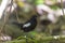 A Seychelles Magpie-Robin, Cousin Island, Seychelles, Indian Ocean, Africa