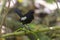 A Seychelles Magpie-Robin, Cousin Island, Seychelles, Indian Ocean, Africa