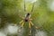 Seychelles palm spider on web