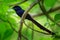 Seychelles paradise flycatcher - Terpsiphone corvina rare bird from Terpsiphone within the family Monarchidae, forest-dwelling