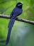 Seychelles paradise flycatcher - Terpsiphone corvina rare bird from Terpsiphone within the family Monarchidae, forest-dwelling