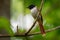 Seychelles paradise flycatcher - Terpsiphone corvina rare bird from Terpsiphone within the family Monarchidae, forest-dwelling