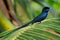 Seychelles paradise flycatcher - Terpsiphone corvina rare bird from Terpsiphone within the family Monarchidae, forest-dwelling