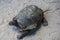 Seychelles Praslin Curieuse Island Elephant turtle