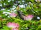 Seychelles sunbird Cinnyris dussumieri. Fauna of Praslin islan