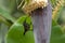 Seychelles sunbird on a tree