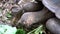 Seymore Island, Galapagos, Ecuador - 2019-06-20 - Adult tortoise eats lettuce at conservation center