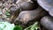 Seymore Island, Galapagos, Ecuador - 2019-06-20 - Adult tortoise eats lettuce at conservation center - closeup