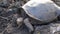 Seymore Island, Galapagos, Ecuador - 2019-06-20 - Adult tortoise lowers his head