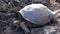 Seymore Island, Galapagos, Ecuador - 2019-06-20 - Adult tortoise raises his head