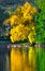 SFall Trees and Leaves Reflecting off of beautiful Broadmoor Lake with ducks, swans and geese