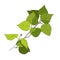 SGreen twig of birch with young leaves, outline cartoon drawing sketch, escape with foliage. Black white isolated. Vector
