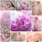 Shabby Chic Collage - Delicate Pink Peonies Flowers Vintage Photo