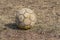 Shabby football (soccer ball) on a very dried grass