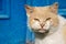 Shabby red-and-white cat against the background of blue doors. Homeless disfigured dirty cat sits on sunny street. Abandoned